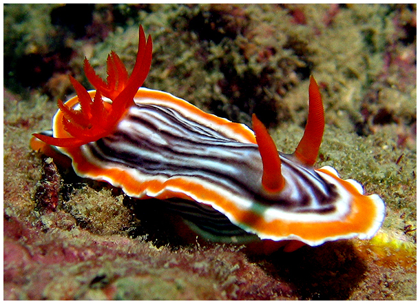 nudibranches diving